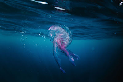 Jellyfish swimming in sea