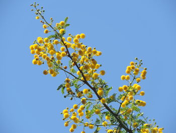 Low angle view of yellow flowering tree against clear sky