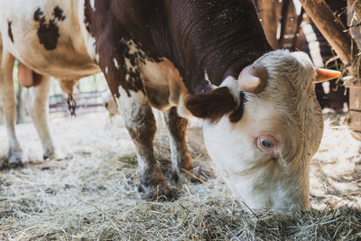 Cows standing in a field