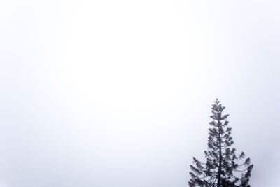 Low angle view of tree against sky during winter