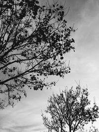 Low angle view of silhouette tree against sky