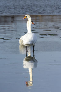 Swan swimming in lake