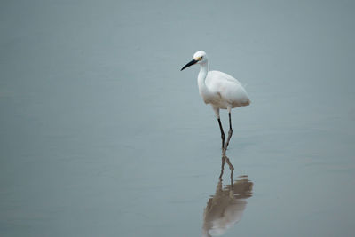 Bird in water