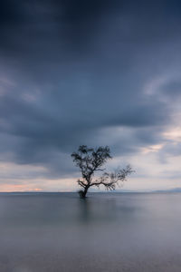 Tree by sea against sky during sunset