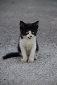 Portrait of cat sitting on sidewalk in city