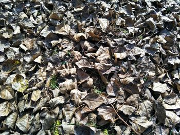 High angle view of autumn leaves