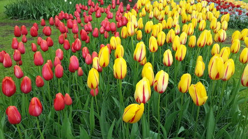 Close-up of multi colored tulips in field