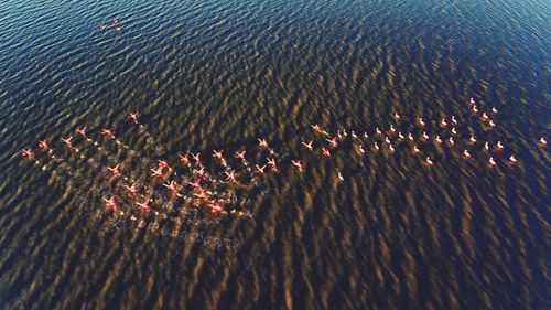 High angle view of crab in sea