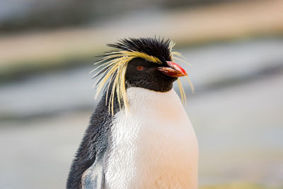 Northern rockhopper penguin