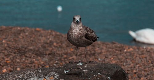 Close-up of seagull perching on rock