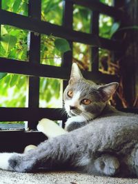 Close-up portrait of a cat