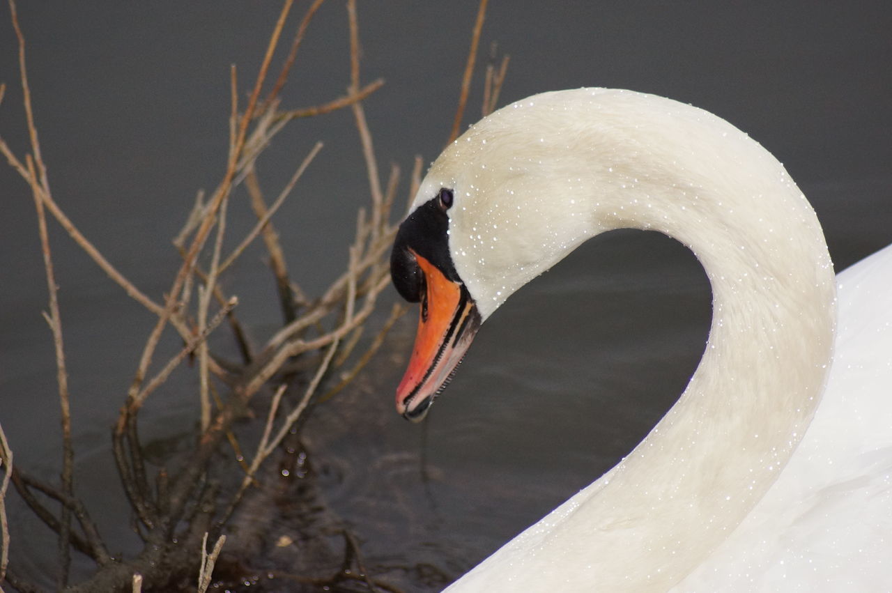 CLOSE-UP OF SWAN FLOATING ON LAKE