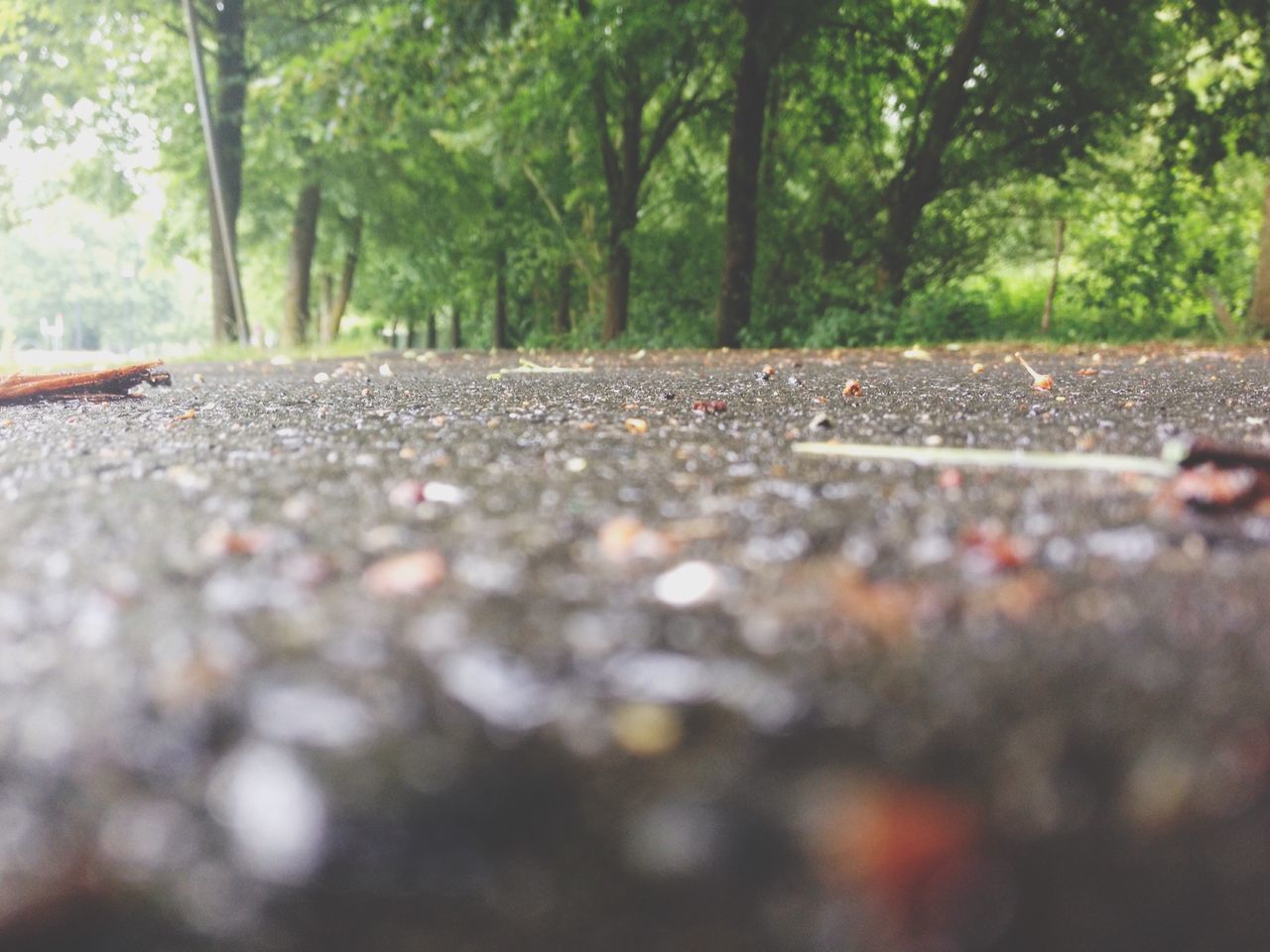 surface level, the way forward, tree, transportation, selective focus, diminishing perspective, asphalt, road, vanishing point, railroad track, focus on foreground, nature, tranquility, street, day, no people, outdoors, close-up, leaf, road marking