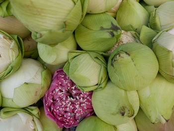 Close up photo of lotus flowers