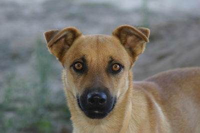 Close-up portrait of dog