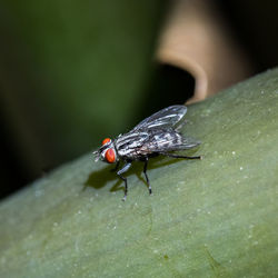 Close-up of fly on leaf