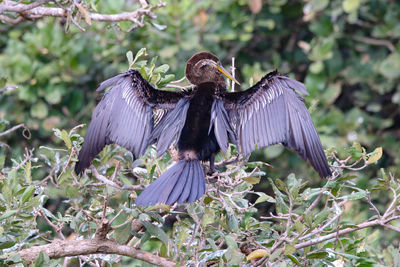 Close-up of bird flying over plants