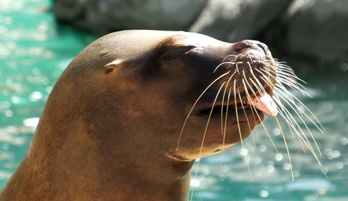 Close-up of seal against sea during sunny day