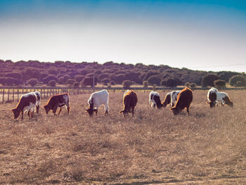 Horses grazing in a field