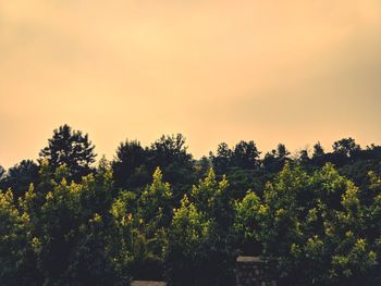 Trees against clear sky at sunset
