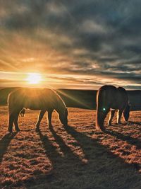 Icelandic horses only sunset winter