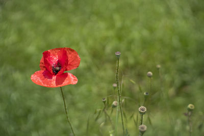 Close-up of red poppy flower on field