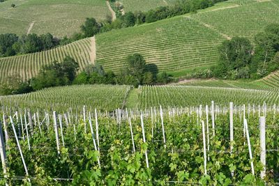 View of vineyards in piedmont at spring, langhe region, unesco w.h. site, italy