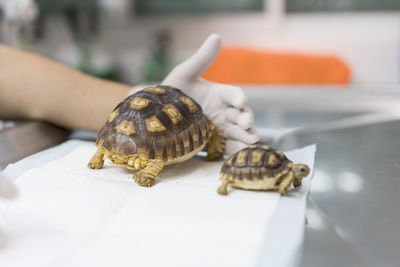 Close-up of shell on shells
