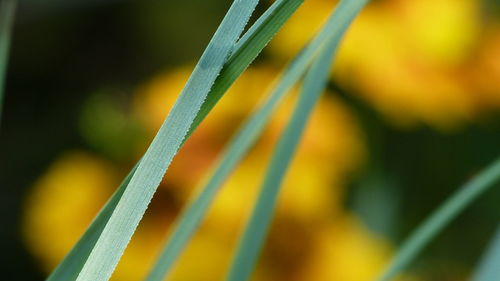 Close-up of yellow leaf on grass
