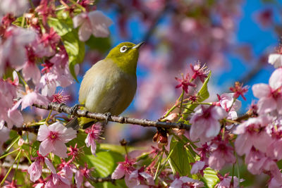 Close-up of bird perching on tree