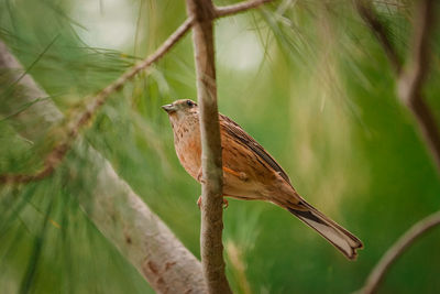 Close-up of bird perching on branch