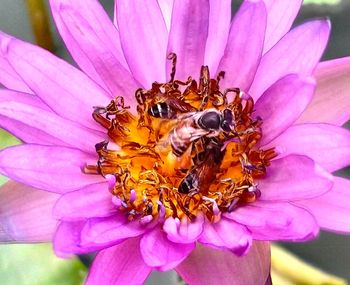 Close-up of bee on purple flower