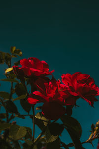 Close-up of red roses against sky