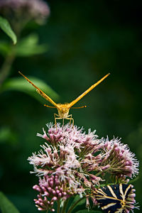 Close-up of butterfly pollinating on purple flower