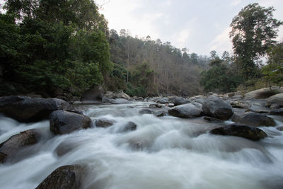 Scenic view of stream flowing through rocks in forest