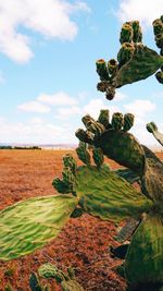 Plants growing on land against sky