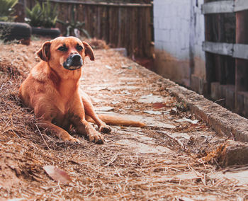 Portrait of dog relaxing on field