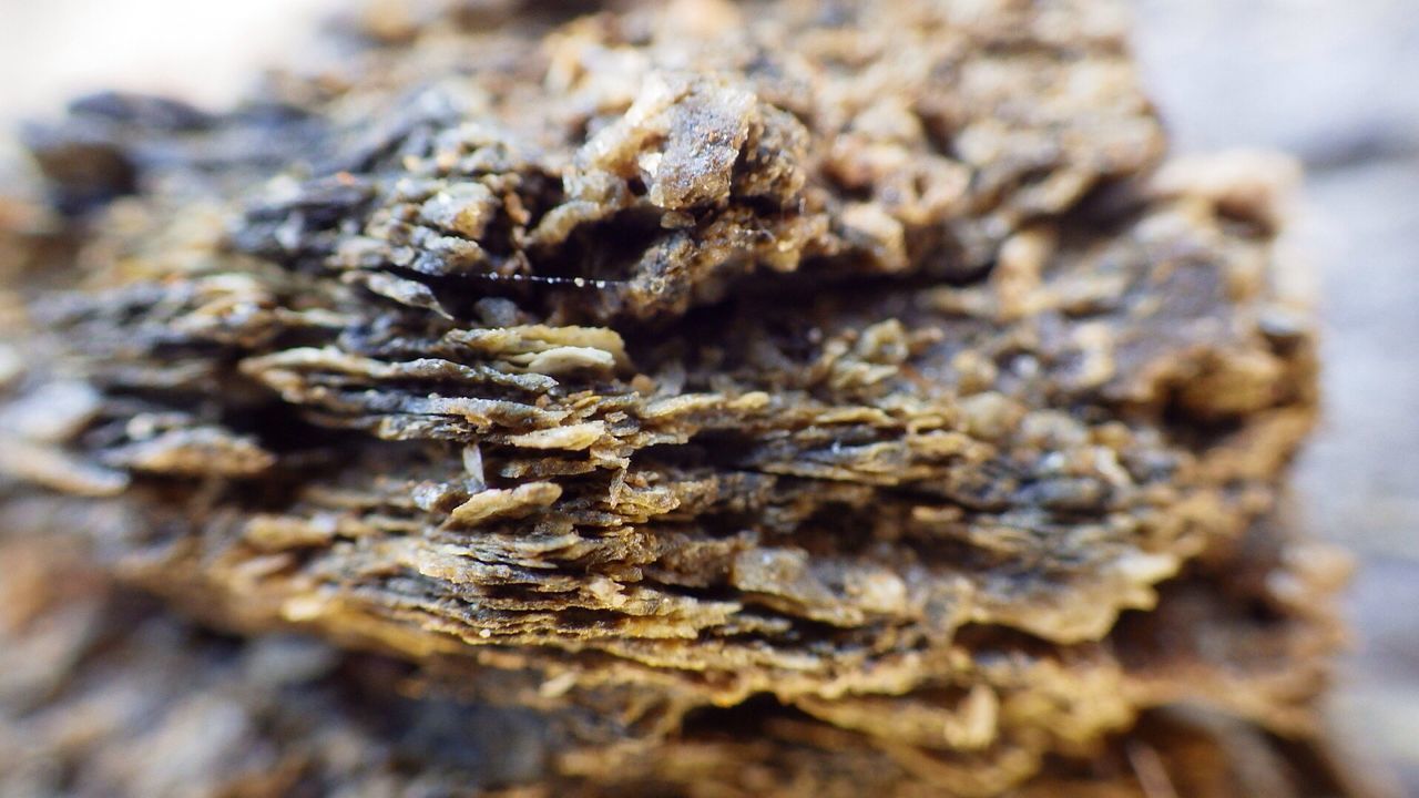 insect, animal themes, close-up, selective focus, animals in the wild, wildlife, one animal, textured, focus on foreground, nature, rough, brown, day, dry, wood - material, rock - object, outdoors, macro, no people, shell