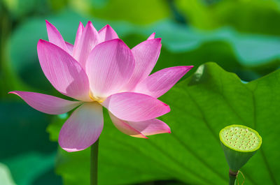 Close-up of pink water lily