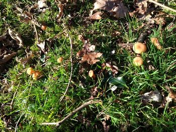 High angle view of mushroom on field