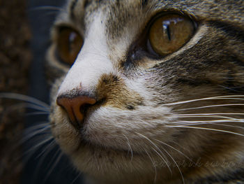 Close-up portrait of cat