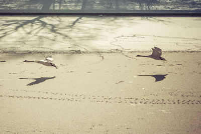 Seagulls on sand at beach