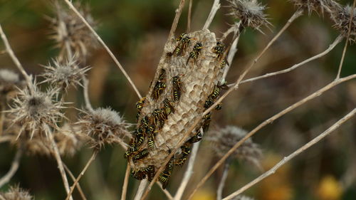 Close-up of dried plant