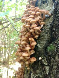 Close-up of mushrooms growing on tree trunk in forest