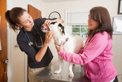 Veterinarian examining dog held by woman in hospital