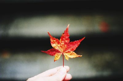 Close-up of hand holding maple leaves