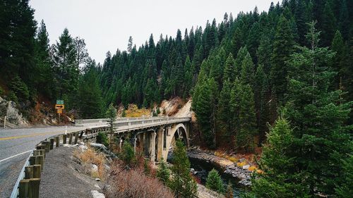 Arch bridge against pine trees