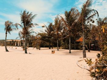 Trees on beach against sky