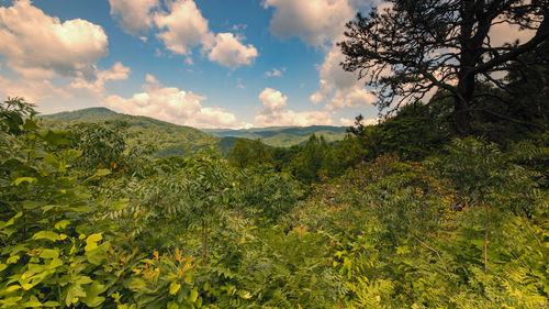 Plants growing on land against sky