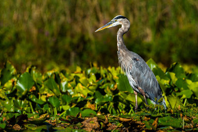 A great blue heron, ardea herodias, wades through lily pads at mill pond near plymouth, indiana